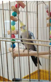 عروس هلندی