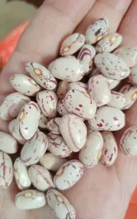 لوبیا چیتی