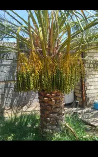 درخت گراز ی درخت بندی