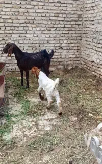 بز شیرا ۲ عدد