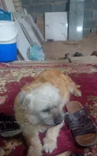 سگ ماده پاکوتاه خیلی اروم ساکت حرف گوش کن فروشی