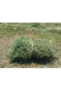 علوفه و یونچه