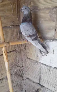 کفتر پرشی