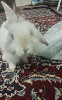 خرگوش لپ