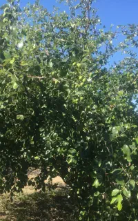 فروش محصول باغ کنارپیوندی