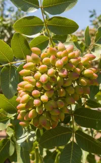 فروش نهال پسته احمد آقایی ازهمه ارقام +ارسال فوری