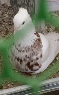 کبوتر طوقی گم شده