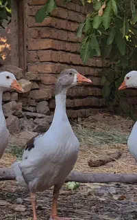 غاز محلی