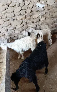 فروش کهره