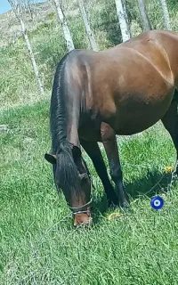 مادیان کورد