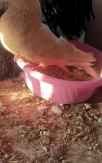 گمشده