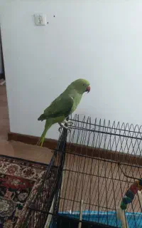طوطی ملنگور
