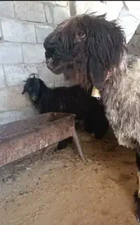 کَوه قوچ