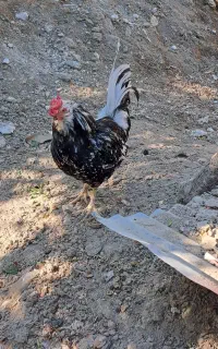 خروس گلین ۴۰ تاج ‌۱ ساله