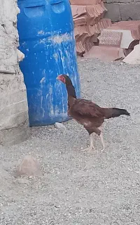 ماده مرغ اصل سندی