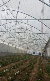 با سلام اجرای کار گلخانه هیدروپنیک وخاکی