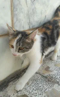 واگذاری بچه گربه