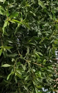 سازه گلخانه