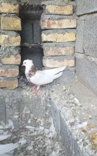 طوق هفت رنگ زرین
