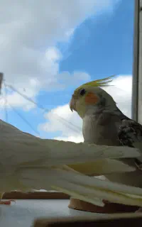 یک جفت عروس هلندی سخنگو