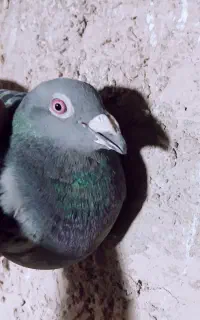 جفت نر