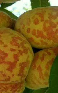 فروش نهال هلو انجیری پلنگی