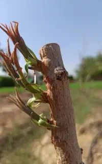 پیوند درخت پسته