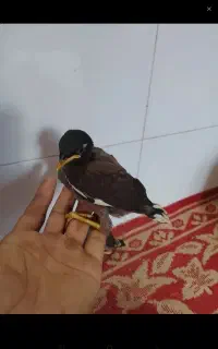 مرغ مینا