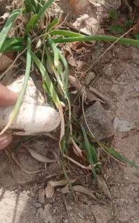 باغبانی