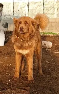 سگ قهدریجانی