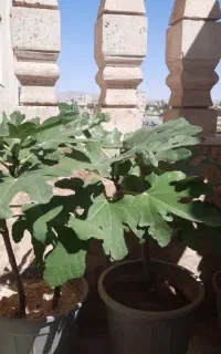 درخت انجیر آپارتمانی