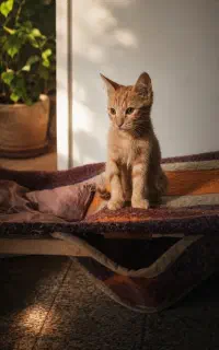 بچه گربه