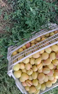 زردآلو درجه یک