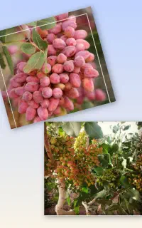 کارشناسی رایگان زمین و باغ شما