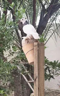 کبوتر طوقی