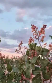 پسته چینی