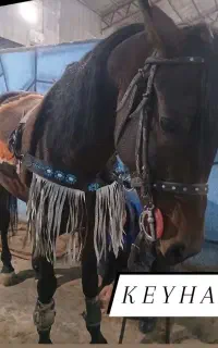 اسب نریون کره کیوان خاتم زاده