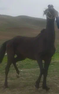 باران مادیون مشکی