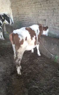 گوساله سیمینتال اصل