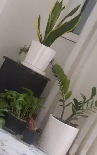نظافت