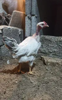جوجه خروس