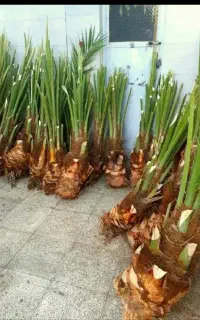 پاجوش انواع نخل