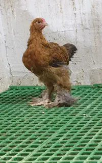 جوجه برهما