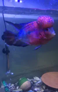 فلاور وارداتی