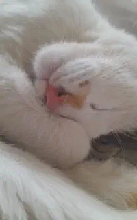 دو عدد گربه نر و ماده واگذاری