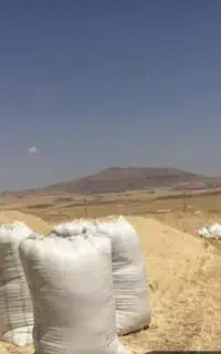 کاه گندم