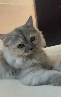 بچه گربه پرشین دال فیس