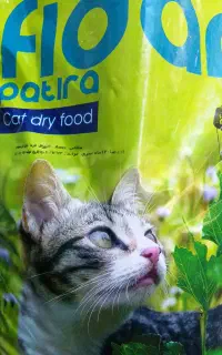 غذای خشک گربه فیدار