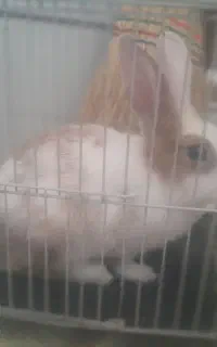 خرگوش بازیگوش