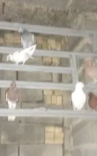 کبوتر ‌کفتر
